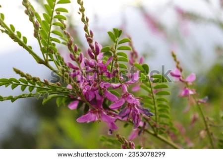 Indigofera tinctoria, also called true indigo, is a species of plant from the bean family that was one of the original sources of indigo dye. 