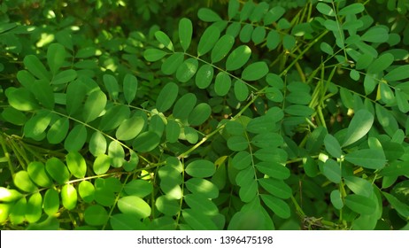 11,592 Indigo plant Stock Photos, Images & Photography | Shutterstock