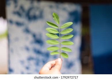 Indigofera tree, Indigo (Karm) holding in hand with Indigo dyed fabric Background  - Shutterstock ID 1792972717
