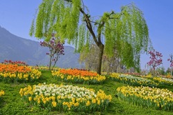 Indira Gandhi Memorial Tulip Garden, Früher Model Floriculture Center, Ist Ein Tulpengarten In Srinagar, Jammu Und Kaschmir, Indien. Es Ist Der Größte Tulpengarten Asiens.