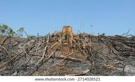 Indiscriminate logging can cause forest damage and disasters.