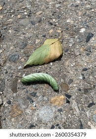 an indistinguishable bug from a tree leaf