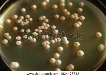 Individual colonies of Saccharomyces cerevisiae yeast growing on solid YPD nutrient medim