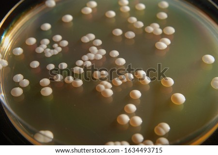 Individual colonies of Saccharomyces cerevisiae yeast growing on solid YPD nutrient medim