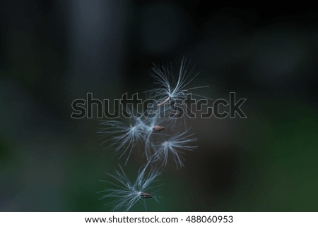 Similar – Foto Bild blau hängend Natur Pflanze