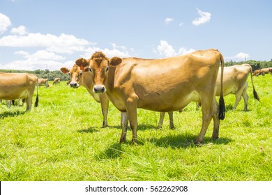 Individual Jersey Cow