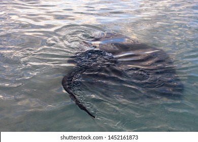 Individual Stingray (Myliobatoidei) Descending Down Into The Sea Or Ocean From The Water Surface And Leaving A Trail Of Bubbles And Ripples Behind It In Its Wake At Struisbaai Harbour In South Africa