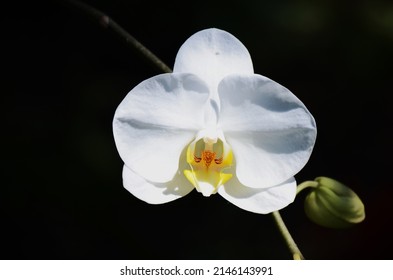 Individual white Phalaenopsis Aphrodite Orchid found in Taiwan and the Philippines.