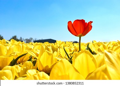 Individuality, difference and leadership concept. Stand out from the crowd. A single red tulip in a field with many yellow tulips against a blue sky in springtime in the Netherlands             - Shutterstock ID 1380852311