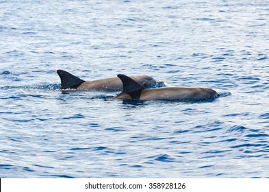 Indo Pacific Bottlenose Dolphins On The Surface On The Westcoast Of Reunion Island