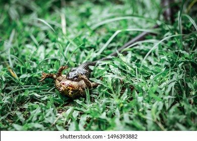 Indo-Chinese Cobra Eating Toad On Grass