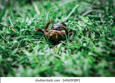 Indo-Chinese Cobra Eating Toad On Grass