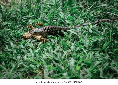 Indo-Chinese Cobra Eating Toad On Grass