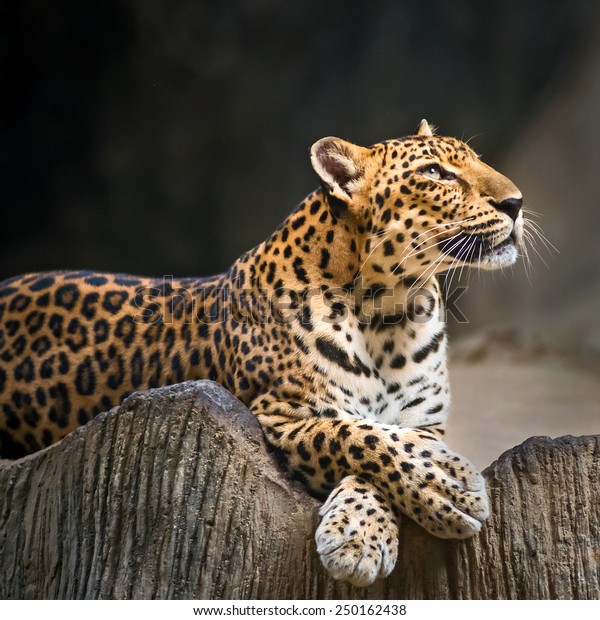 Indochinese Leopard Stock Photo (Edit Now) 250162438