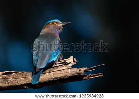 European Roller