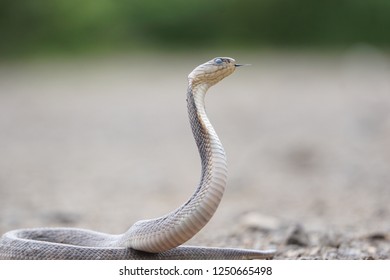 Indochinese Spitting Cobra Naja Siamensis Found Stock Photo 1250665498 ...