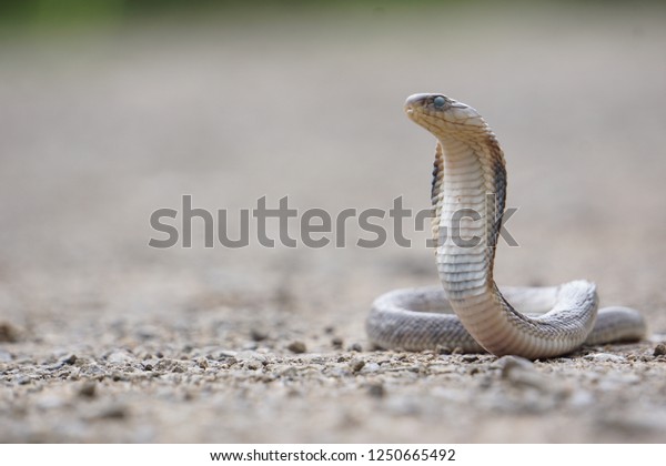 Indochinese Spitting Cobra Naja Siamensis Found Stock Photo 1250665492 ...