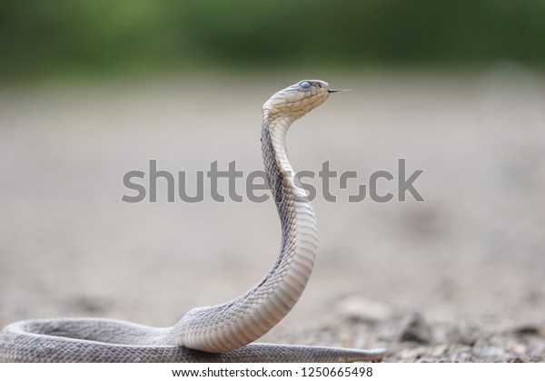 Indochinese Spitting Cobra Naja Siamensis Found Stock Photo 1250665498 ...