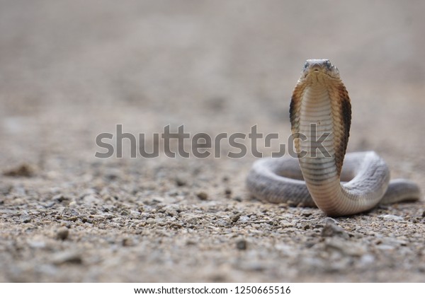 Indochinese Spitting Cobra Naja Siamensis Found Stock Photo 1250665516 ...