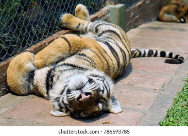 Indochinese Tiger Panthera Tigris Corbetti Found Stock Photo 786593785 ...