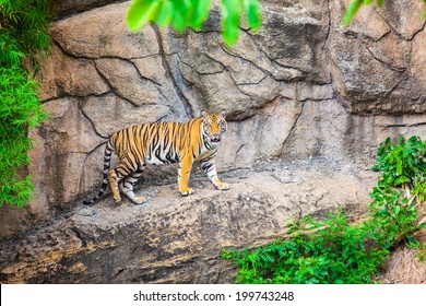 Indochinese Tigers In The Zoo.