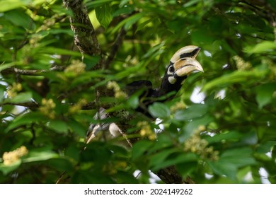 Indo-Malay Pied Hornbill It Is The Smallest And Most Common Hornbill Of All Asian Hornbills.