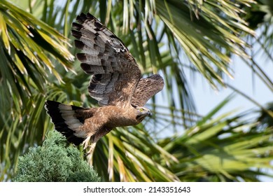 Indomalayan Honey-Buzzard (male) A large raptor of lowland and montane broadleaf and mixed forests. Raptor in flight. Raptor spread wing