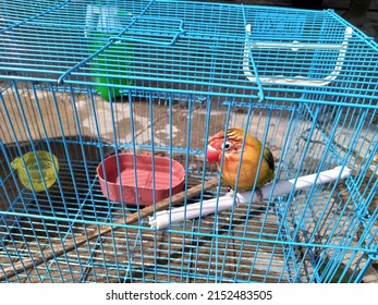 Indonesia 2021 September 27. Owner of Lovebird drying and bathing the bird of lovebird on cage
