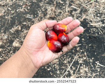 Indonesia 30 nov 2024, The image shows a hand holding some fresh palm fruit. The fruits of this palm are oval in shape with a striking red-orange color, with a little black at the tip. One of the frui