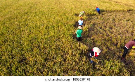 Indonesia August 2020 : Farmers Harvesting Rice In The Paddy Field View From Above 