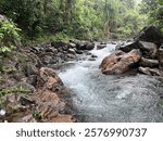 Indonesia, August 21st 2024- A clear stream flowing over rocks, surrounded by lush, diverse greenery and ferns. 
