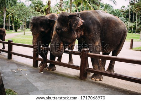 Indonesia bali girl walks with elephants feeds elephants