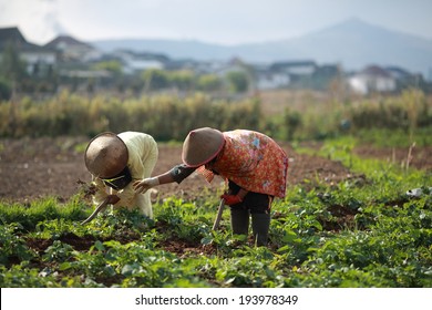 Indonesia Farmer 