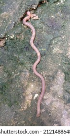 
Indonesia, February 11, 2022, An Earthworm On A Cast Floor Near A Well.