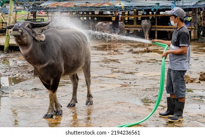 Indonesia, June 13 2022 - Man Washes A Water Buffalo At A Market