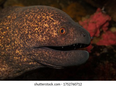 Indonesia - Moray Eel With Open Mounth 