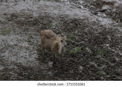 Indonesia, Portrait Of Timor Deer, Cervus Timorensis