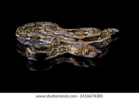 Indonesia python snake isolated on black, non-venomous snake 