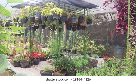 142,689 Flower Nursery Images, Stock Photos & Vectors | Shutterstock