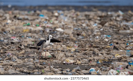 Indonesia - Teluk Jakarta, October 7, 2023 : Pied Stilt Bird Among Garbage On Jakarta Bay