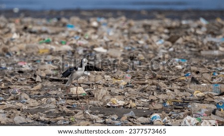Indonesia - Teluk Jakarta, October 7, 2023 : Pied Stilt Bird Among Garbage On Jakarta Bay