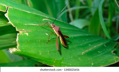 Hasil gambar untuk Stink Bugs (Walang Sangit)