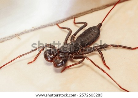 In Indonesia, this animal is known as ketonggeng, a group of arachnid animals similar to scorpions but have a kind of 
