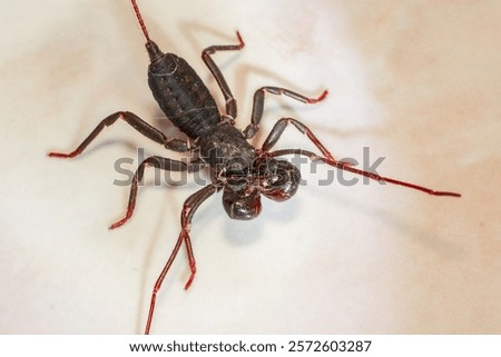 In Indonesia, this animal is known as ketonggeng, a group of arachnid animals similar to scorpions but have a kind of 