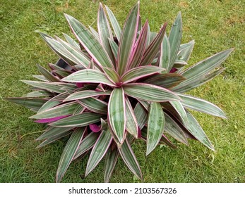 In Indonesia, this ornamental plant is called the Adam Eva plant or the Pineapple Shell plant, while the scientific name is Tradescantia Spathacea.  This plant is native to Mexico and the West Indies.