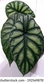 Indonesian Alocasia flower with white background,exotic flower, good for wallapaper, banner, etc