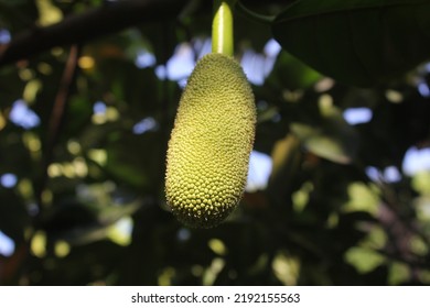 Indonesian Baby Jack Fruit Grow Near My House