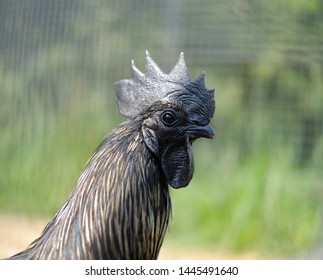 Indonesian black rooster against the background of a grass. The head of the cock. - Shutterstock ID 1445491640