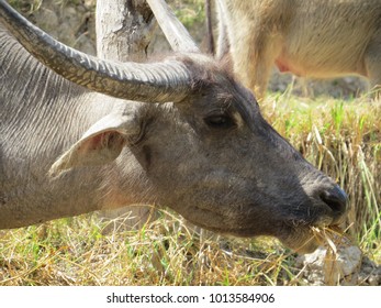 An Indonesian Buffalo Grazes In A Rice Patty Field In East Timor.