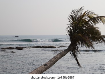 Indonesian Coconut Tree At Mentawai Islands